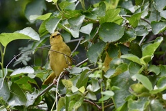 Ploceus bojeri