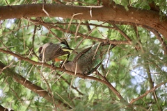 Poicephalus rufiventris