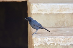 Laniarius funebris