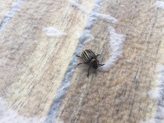 Leptinotarsa decemlineata