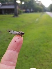 Neocicada hieroglyphica