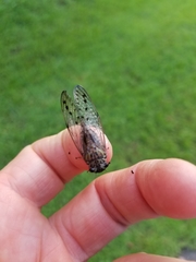 Neocicada hieroglyphica