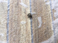 Leptinotarsa decemlineata