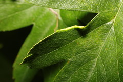 Phyllocoptes goniothorax