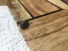 Leptinotarsa decemlineata