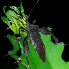 Pseudomictis distinctus