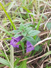 Adenosma glutinosum