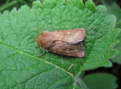 Eriopygodes imbecilla