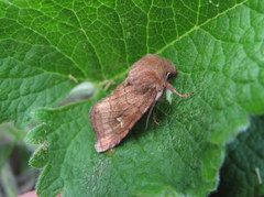 Eriopygodes imbecilla