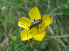 Cortodera