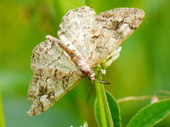 Alcis repandata