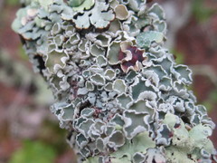 Imshaugia placorodia