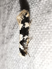 Neurothaumasia ankerella