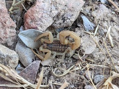 Aegaeobuthus gibbosus