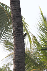 Psilopogon haemacephalus roseus