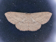 Cyclophora myrtaria