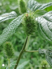 Acalypha alopecuroidea