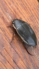 Dytiscus dimidiatus