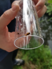 Phyllobrotica quadrimaculata