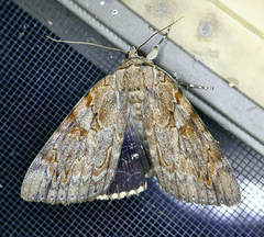 Catocala agrippina