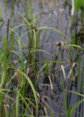 Bolboschoenus yagara