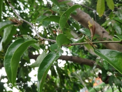 Dendrophthoe pentandra