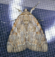 Catocala agrippina