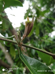 Dendrophthoe pentandra