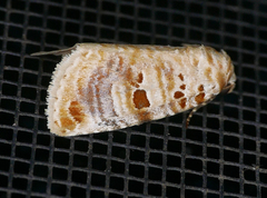 Diastema tigris