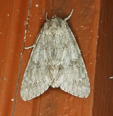 Acronicta americana
