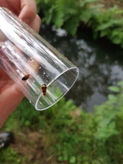 Phyllobrotica quadrimaculata
