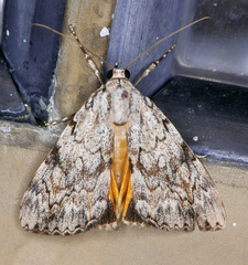Catocala amica
