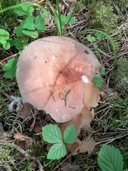 Russula betularum