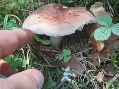 Russula betularum