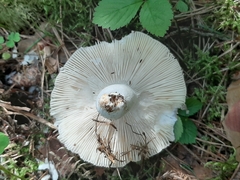 Russula betularum