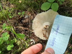 Russula betularum