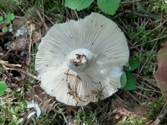 Russula betularum