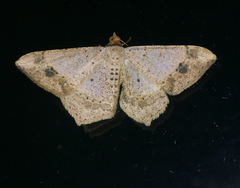 Macaria aequiferaria