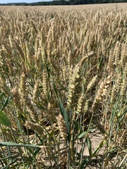 Triticum