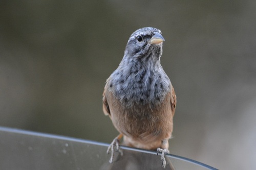 Escribano sahariano (Emberiza sahari)