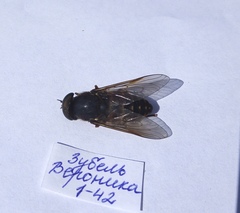 Tabanus bovinus