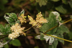 Podosphaera filipendulae