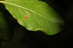Phyllonorycter dubitella