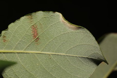 Phyllonorycter dubitella