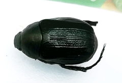Anomala dubia