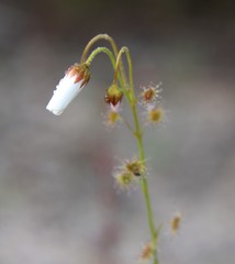 Drosera heterophylla