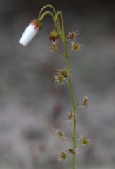 Drosera heterophylla