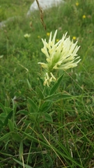 Trifolium ochroleucon