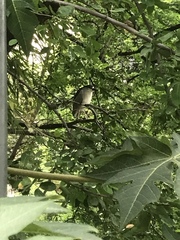 Nycticorax nycticorax