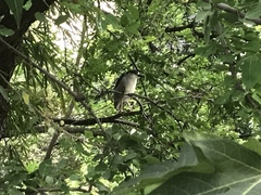 Nycticorax nycticorax
